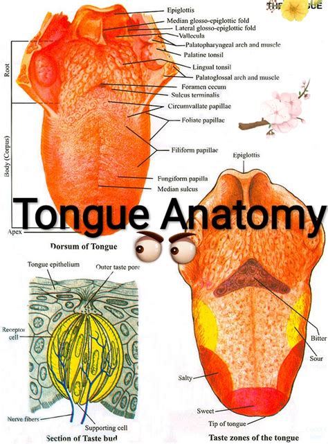 Tongue Anatomy, Function, and Medical Disorders